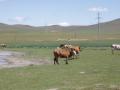 gal/Mongol 2009 by Ishii/_thb_181.JPG